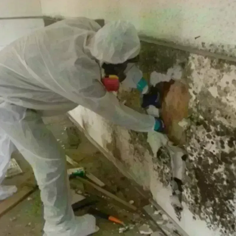 Mold Remediation and Removal in Beaver County, UT